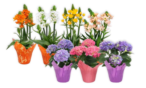 Mother's Day Flowers